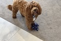 KOA playing with his snuffle ball made by Carmel 